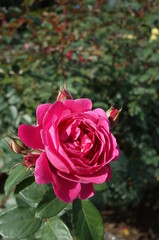 Light Pink Rose Flower in Full Bloom
