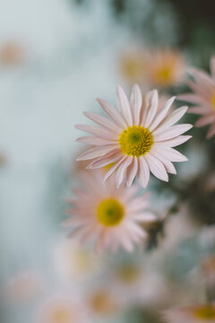 Closeup of soft pink painted daisy flowers