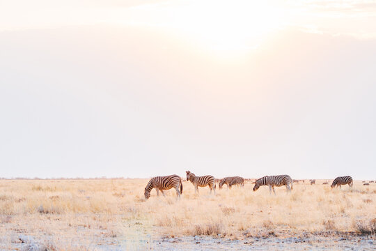 Zebras at sunset on the African savanna