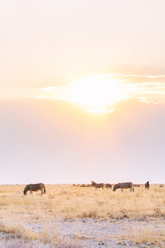 Zebras at sunset on the African savanna