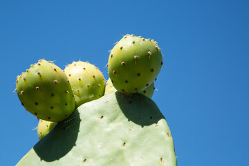 Nopal / Tuna cactus