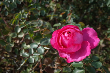 Light Pink Flower of Rose 'Yves Piaget' in Full Bloom
