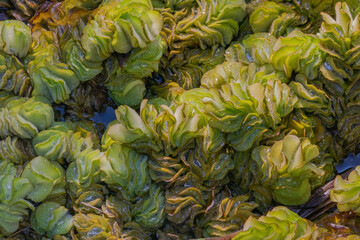 Obraz premium plants salvinia molesta close up view with sunlight