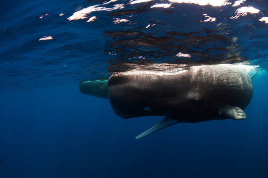Sperm Whale Opens Mouth