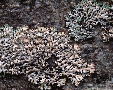 closeup macro lichens on tree trunk Olympic National Forest Washington