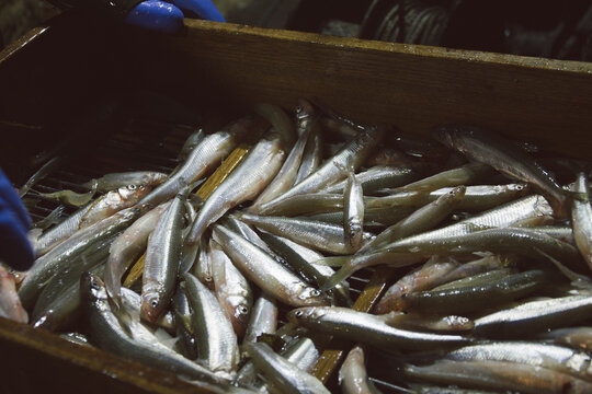Wooden box with Smelt fish