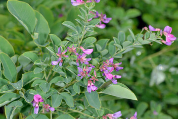 エゾヤマハギ（北海道・知床）