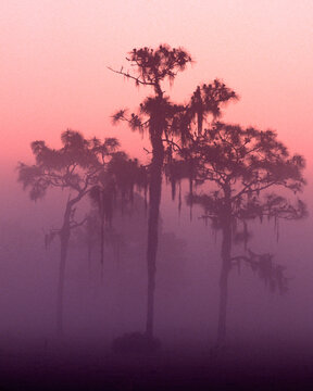 predawn colors through mist ground fog of longleaf pines (pinus palustris) and spanish moss