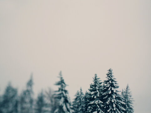 Snow Covered Pine Trees On A Cold Winter Day