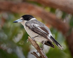 Grey Butcherbird (Cracticus torquatus) perched in a tree - endemic to Australia - it wedges its...