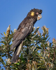 Close-up of Yellow-tailed Black Cockatoo (Calyptorhynchus funereus) - 55-65cm in length; native to...