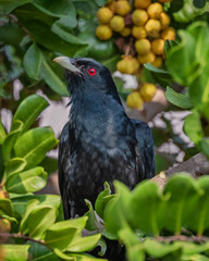 Male Eastern Koel (Eudynamys orientalis) feeding on yellow fruit in a tree - a migratory species of cuckoo from south-east Asia that comes to breed in northern & eastern Australia