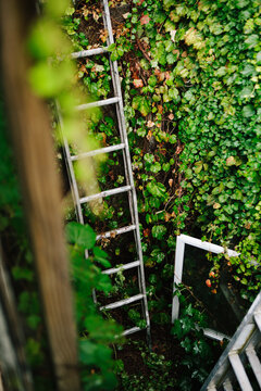 Ladder and window with vines