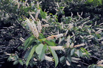 シウリザクラ（北海道・知床）