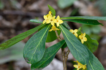 ナニワズ（北海道・旭川市）