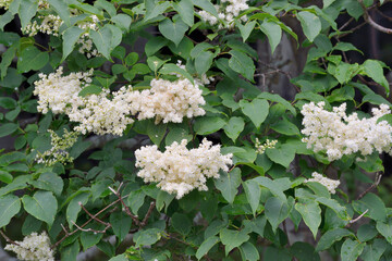 ハシドイ（北海道・知床）