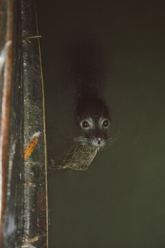 Seal biting into flatfish through fishing net