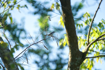 Warbler snacking in Florida Wetlands