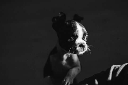 Bruce, the Boston Terrier