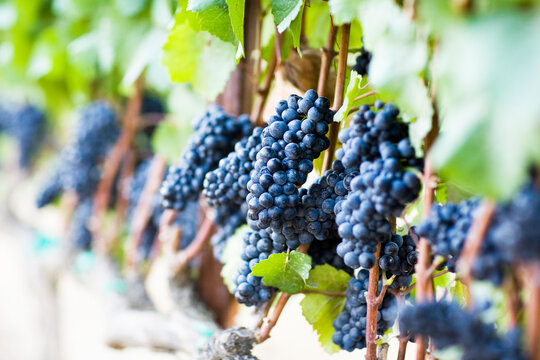 Grapes In Vineyard