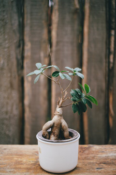 Tropical Tree.