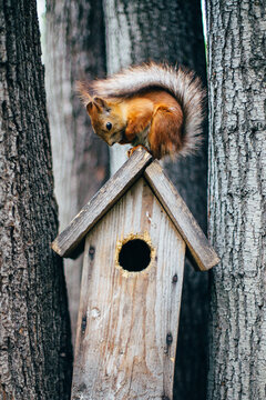 Squirrel sitting on the birdhouse