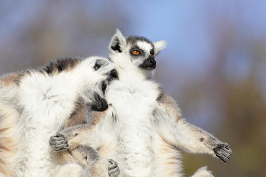 Cute and cosy lemur couple enjoying the sunshine