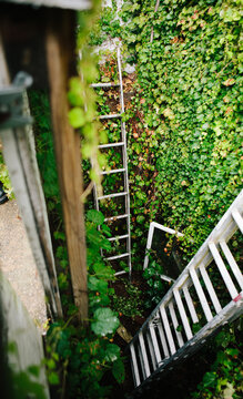 Ladder and window with vines