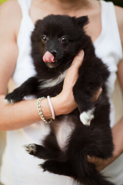 Puppy toy dog with tongue out in woman's arms