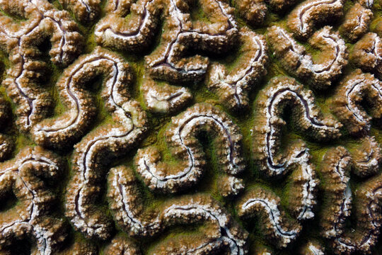 Brain coral pattern