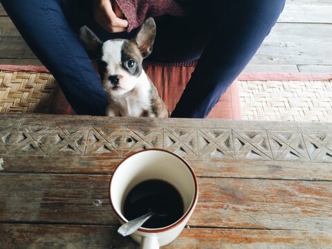 Cute puppy looking upward at camera