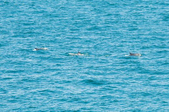 Dophins caught from the shore, Australian coast