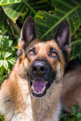 Happy curious looks up, dog German Shepherd, isolated on nature green background. copy space