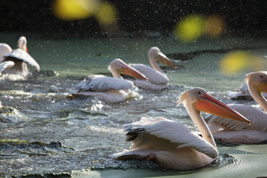 Pelicans going crazy in a green lake