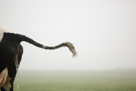 Urinating cow in the mist