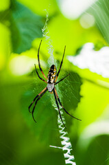 spider on a web