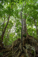 金作原原生林のオキナワウラジロガシ