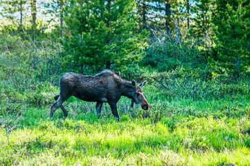 Moose Grazing in the Field
