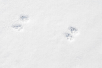 足跡　冬　雪　素材