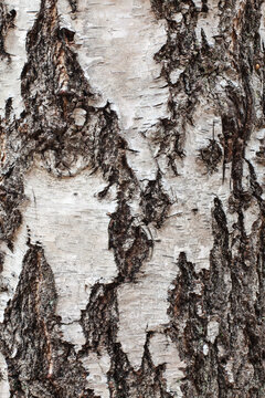 Birch Texture