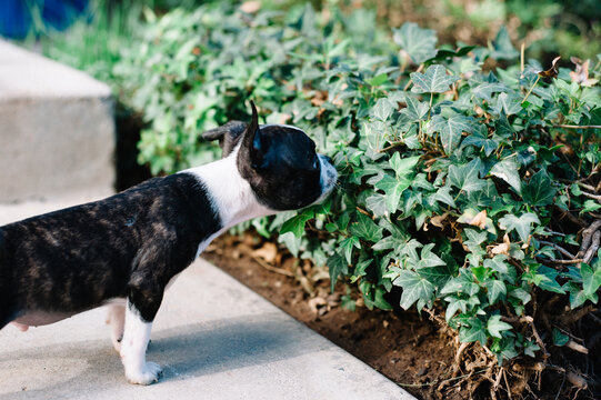 Bruce the Boston Terrier at play