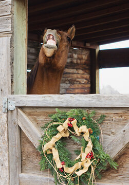 Horse shows teeth out a stall door with Christmas wreath decoration