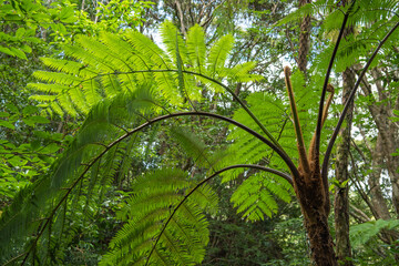 金作原のヒカゲヘゴ
