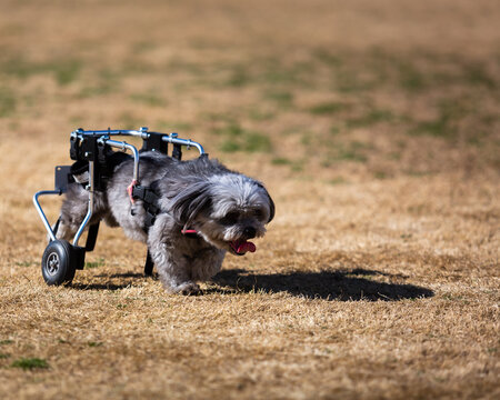 Paralyzed Peekapoo dog in a wheeled cart, rolling through grass at a dog park