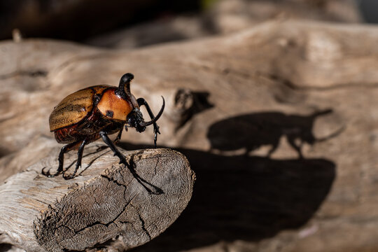 Escarabajo rinoceronte golofa aegeon o escarabajo cachudo 