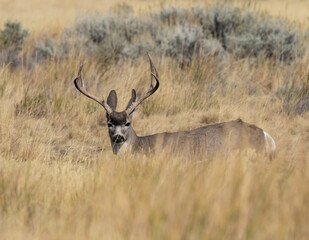 mule deer buck