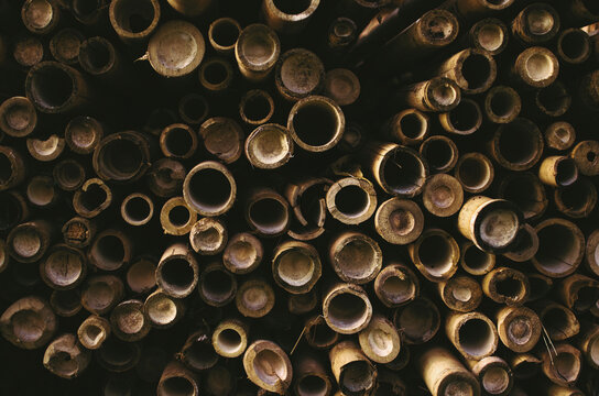 Bamboo pattern