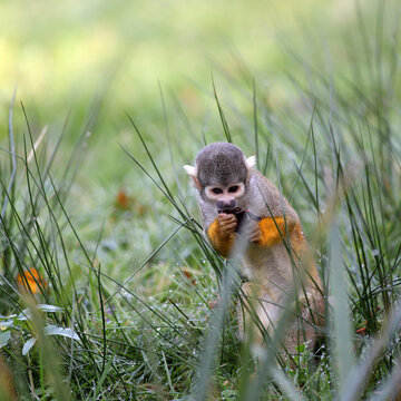 Extremely cute young peruvian squirrel monkey
