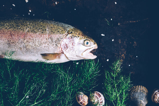 Still life featuring a trout.