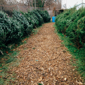 Freshly cut Christmas Trees